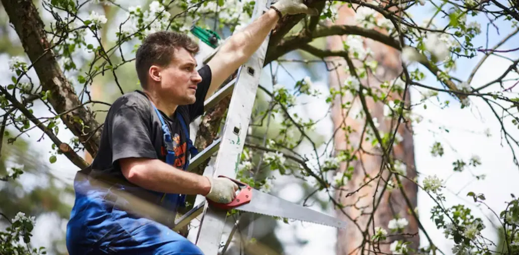 Best Tree Trimming Services In Fort Pierce