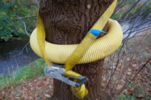 Best Tree Trimming Services In Stuart