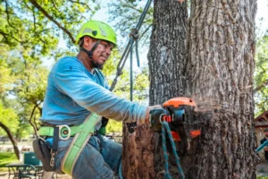 Expert Tree Removal Services In Hobe Sound