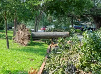 Expert Tree Removal Services In Jensen Beach
