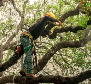 Expert Tree Removal Services In Palm City