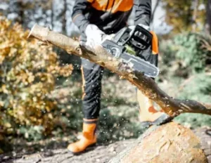 Expert Tree Removal Services In Port Salerno