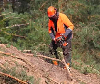 Expert Tree Removal Services In Stuart