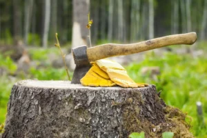 Complete tree trimming services in Hobe Sound for safer, healthier trees