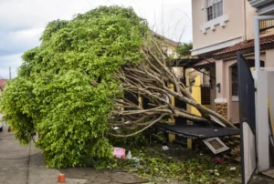 Expert Tree Removal Services