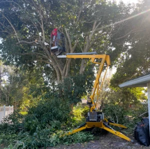 Tree Shaping Services in Jensen Beach