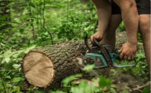 Professional tree pruning services in Saint Lucie West