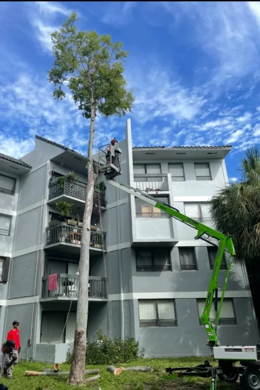 Tree Shaping Services In Hobe Sound