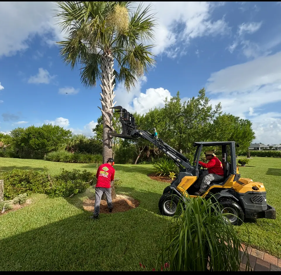 Tree Shaping Services in Palm City