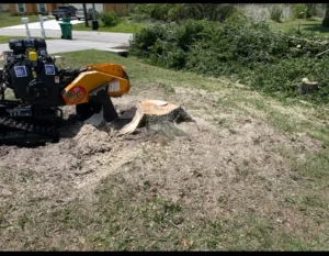 Tree Shaping Services in Stuart