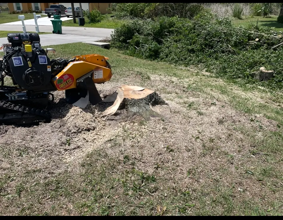 Tree Shaping Services in Stuart