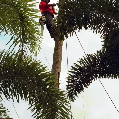 Complete tree trimming services in Jensen Beach for safer, refined coastal landscapes. Contact Trees Etc. now and get incredible benefits!