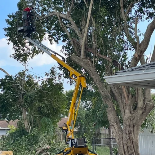 Complete tree trimming services in Stuart for safer urban and residential spaces. Contact Trees Etc. now and get incredible benefits!